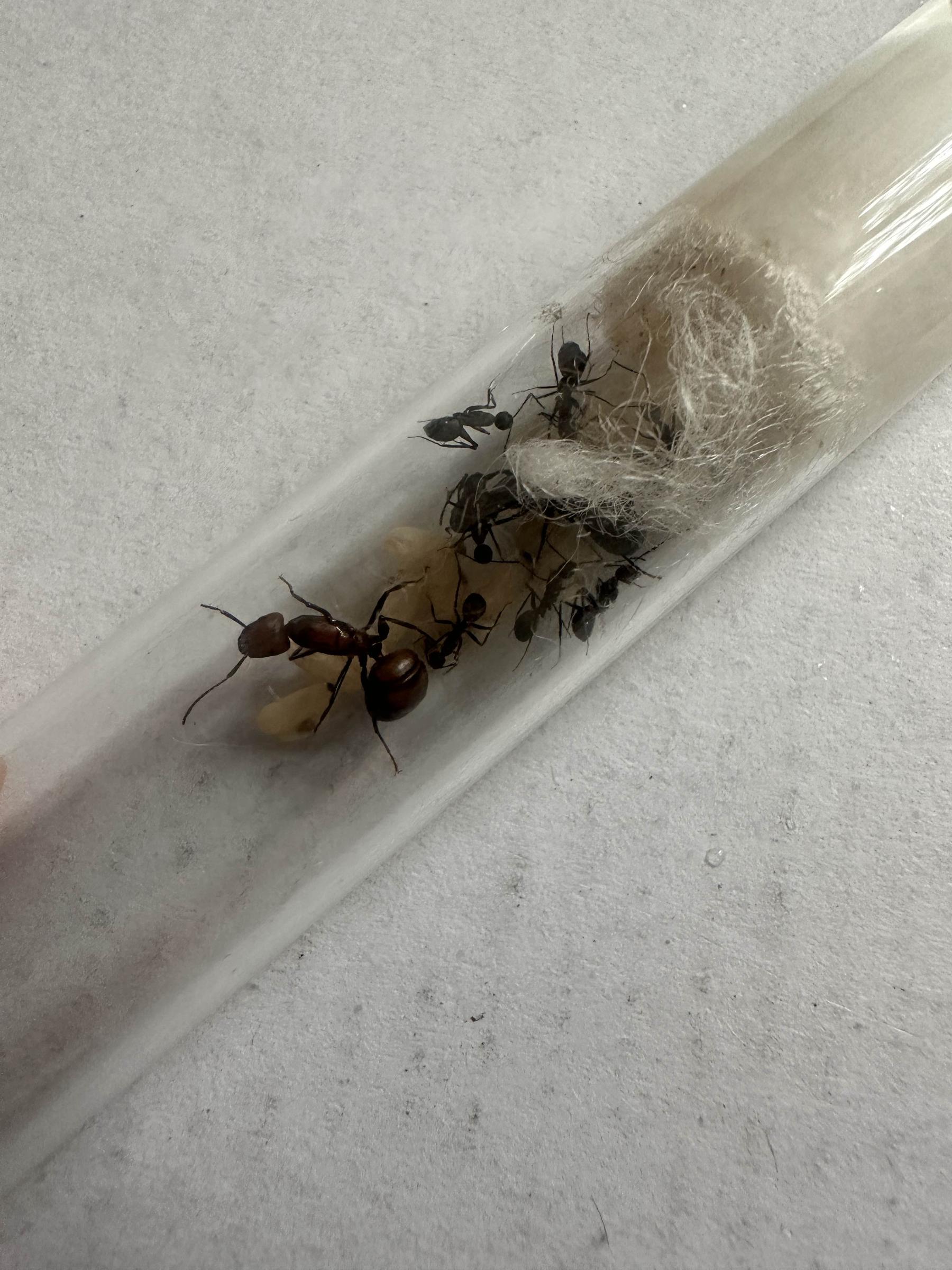 Camponotus nicobarensis 2026