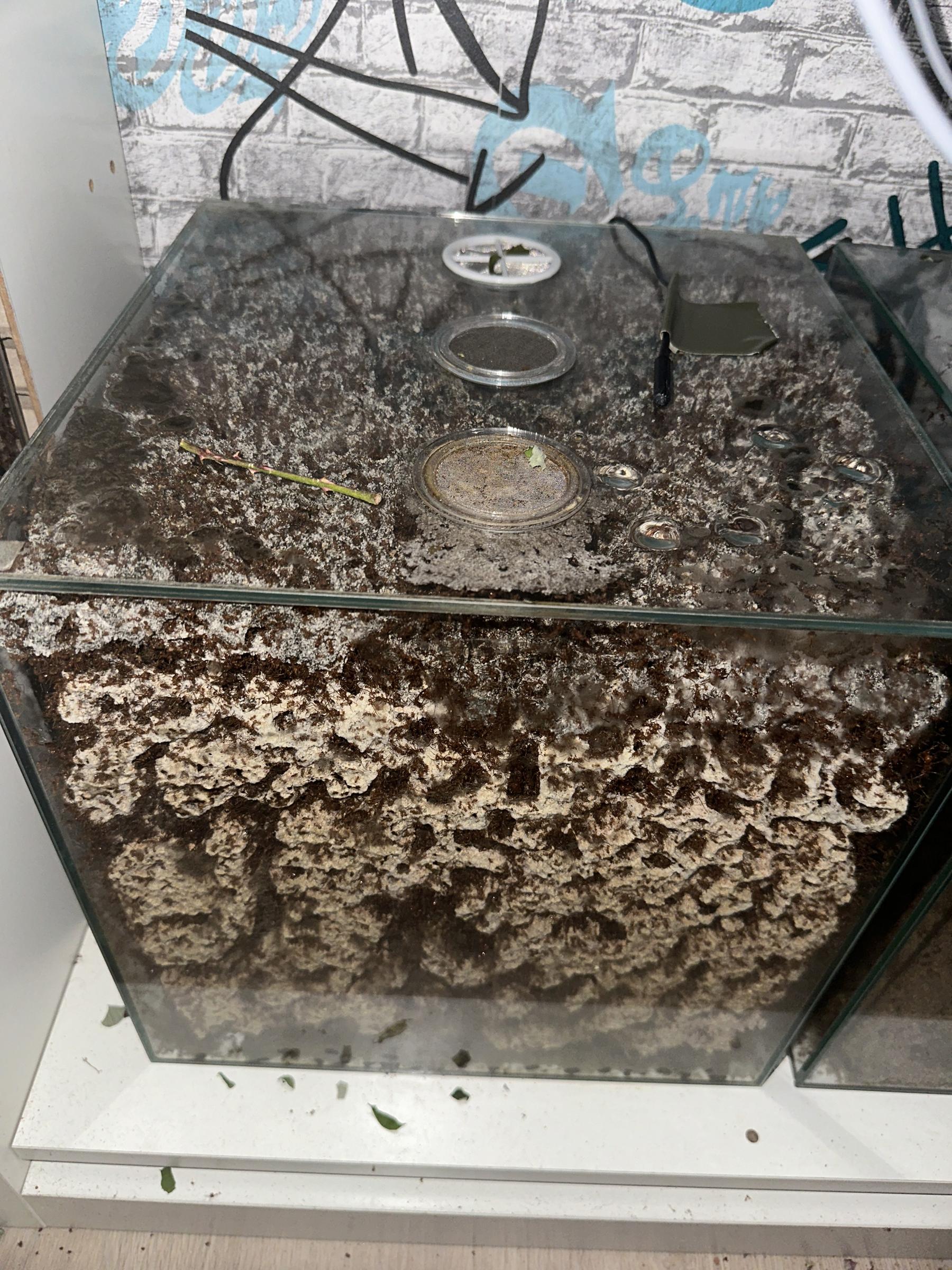Voller Tank